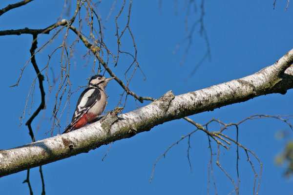  Pic épeiche, Dendrocopos major. (PNRFO)