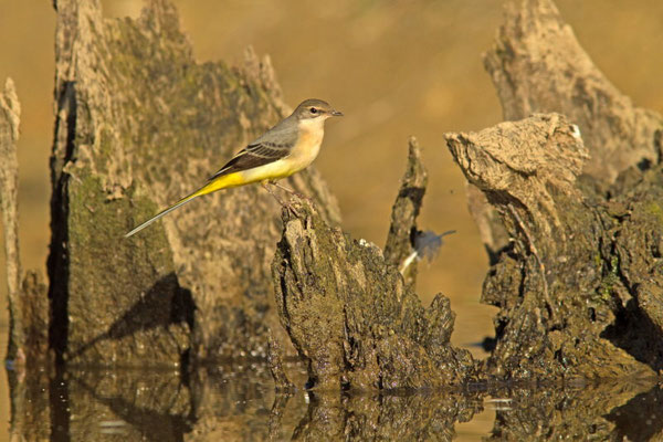 Bergeronnette des ruisseaux, Motacilla cinerea. (Lac du temple, étang de Frouasse).