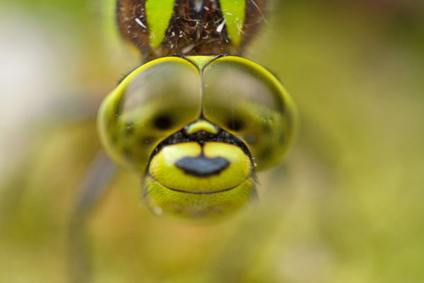 Aeschne bleue femelle, Aeschna cyanea. (Dierrey-Saint-Julien)