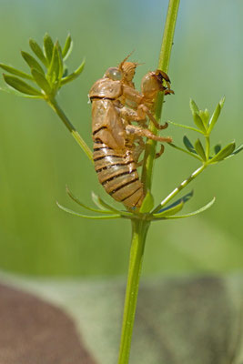 Exuvie de petite cigalle des montagnes, Cicadetta montana.