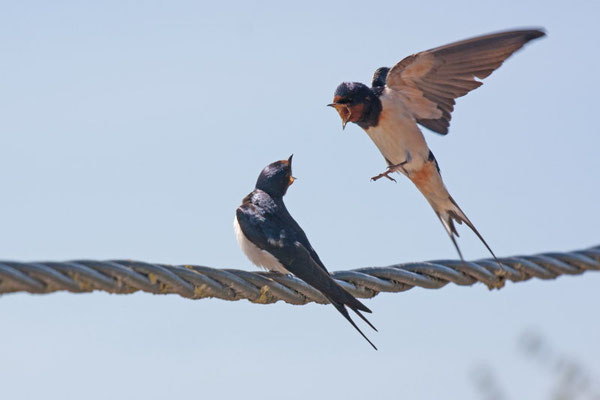 Hirondelle rustique, Hirundo rustica. (Dierrey-Saint-Julien)