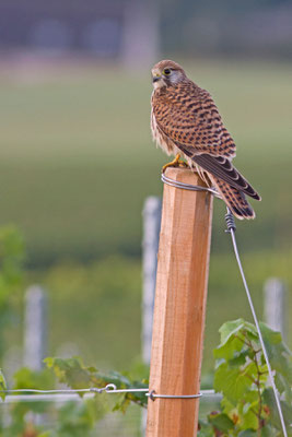 Faucon crécerelle, Falco tinnunculus. (Saint-Euphraise-et-Clairizet)