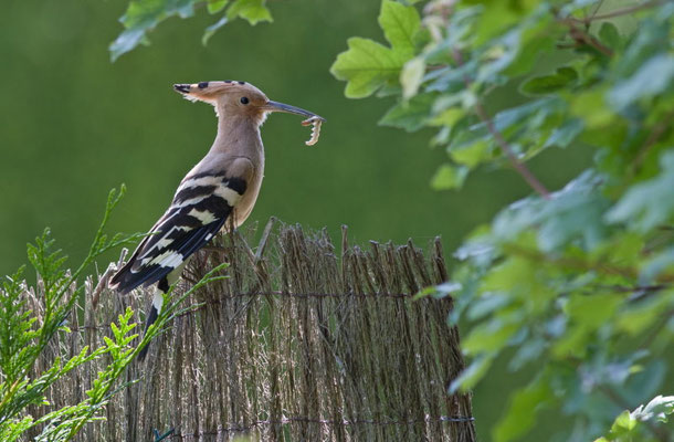  Huppe fasciée, Upupa epops. (Dierrey-saint-Pierre)