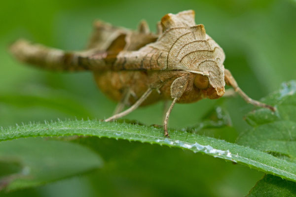 La Craintive, la Méticuleuse, Phlogophora meticulosa. (Villemaur-sur-Vanne)