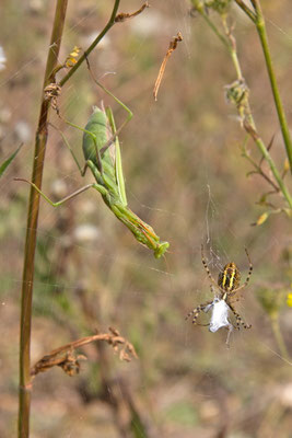 Mante religieuse, Mantis religiosa. (Dierrey-Saint-Julien)