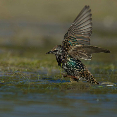 Etourneaux sansonnets, Sturnus vulgaris. (Parc naturel régional de la forêt d'Orient)