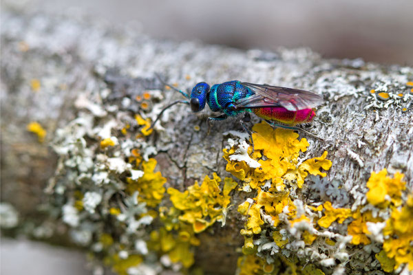 Chrysis (ignita?) (Ardennes). 