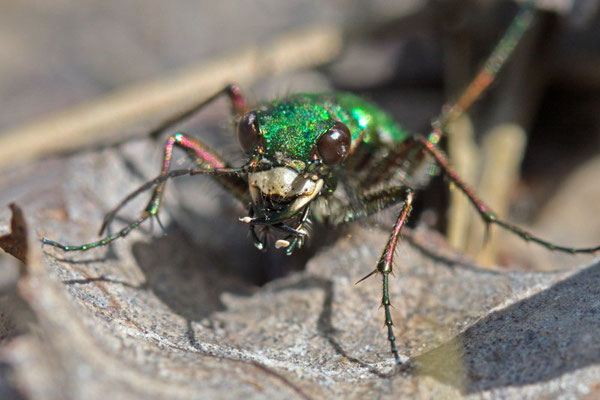 Cicindèle champêtre, Cicindela campestris. (Montpothier)