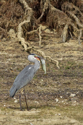 Héron cendré et brochet. Ardea cinerea et Esox lucius (Parc naturel régional de la forêt d'Orient)