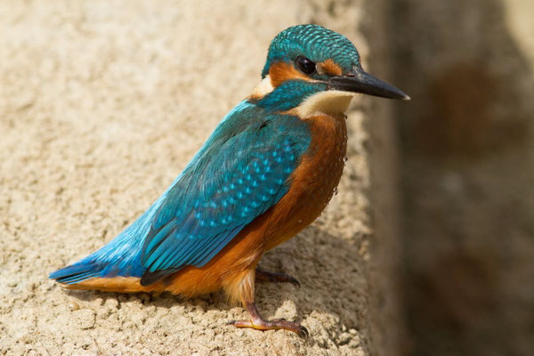 Martin pêcheur, Alcedo atthis. Affût flottant  (Parc naturel régional de la forêt d'Orient)