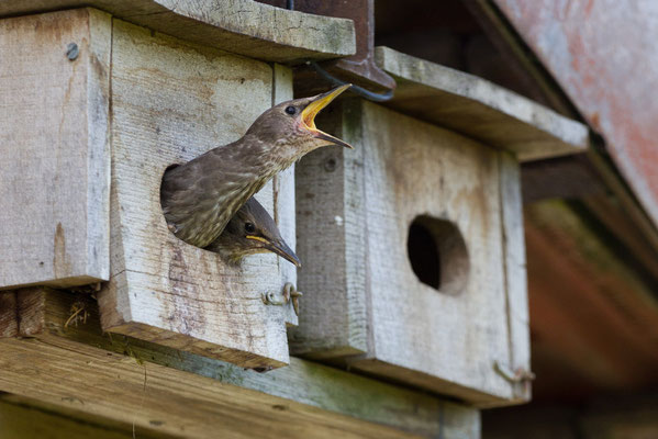 Etourneaux sansonnets, Sturnus vulgaris. (Dierrey-saint-Julien)