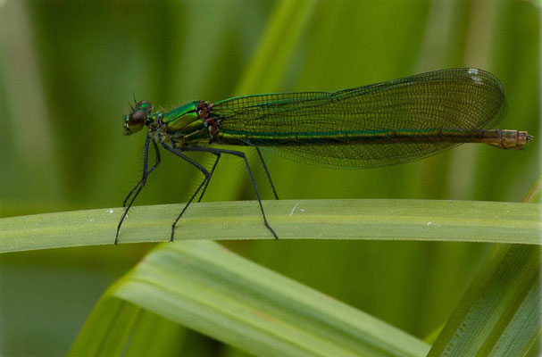 Caloptéryx éclatant, Calopteryx splendens. (Cunfin)