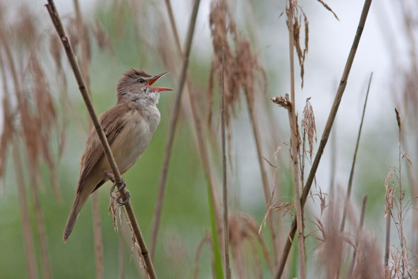 Rousserolle effarvatte, Acrocephalus scirpaceus.  (Lac d'Orient)