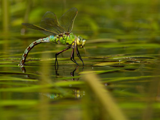 Femelle Anax empereur en ponte. Anax imperator. (Parc naturel régional de la forêt d’Orient)