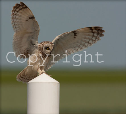 Hibou des marais sur le bord de la route. Asio flammeus. (Dierrey-saint-Pierre)