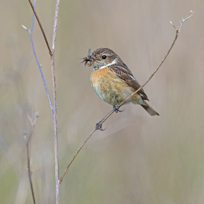 Tarier pâtre, Saxicola rubicola. (Nogent-l'Abbesse)