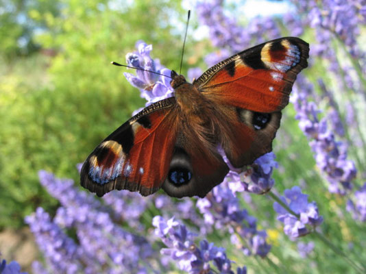 Paon du jour, Aglais io. 