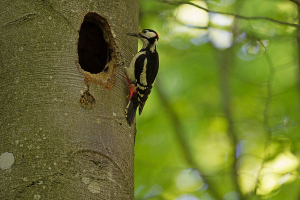 Pic épeiche, Dendrocopos major. (Nogent-l'Abbesse).