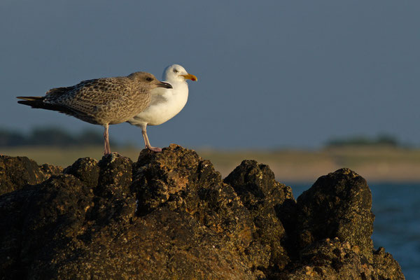 Goéland argenté, Larus argentatus. (île de Noirmoutier)