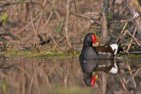 Gallinule poule d'eau, Gallinula chloropus.(Parc naturel régional de la forêt d'Orient)