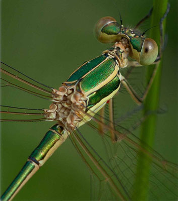  Leste barbare ou sauvage, Lestes barbarus. (Parc naturel régional de la Forêt d'Orient)