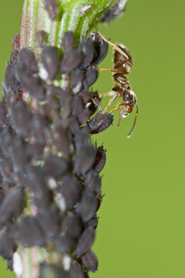 Fourmis et pucerons. 