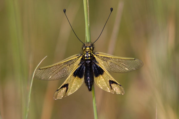 Ascalaphe ambré, libelloides longicornis. (Cunfin)