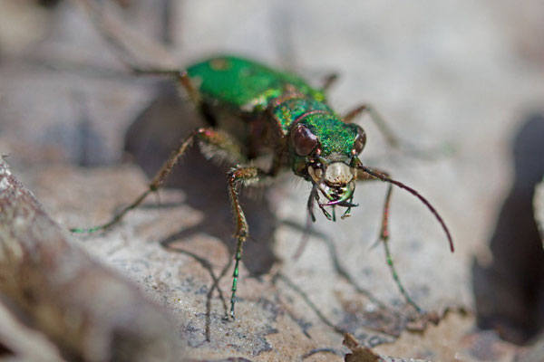 Cicindèle champêtre, Cicindela campestris. (Montpothier)