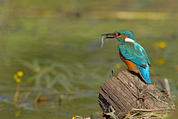 Martin pêcheur, Alcedo atthis. Affût flottant  (Parc naturel régional de la forêt d'Orient)