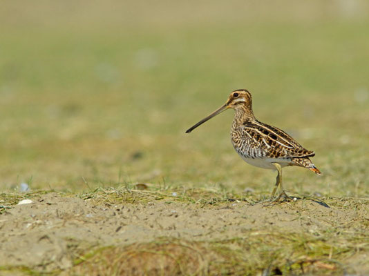  Bécassine des marais, Gallinago gallinago.  (Lac d'Orient)