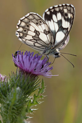 Demi-deuil, Melanargia galathea. (Estissac)