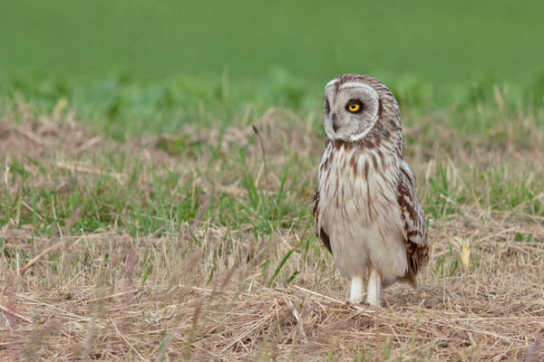 Hibou des marais, Asio flammeus. (Dierrey-Saint-Julien)