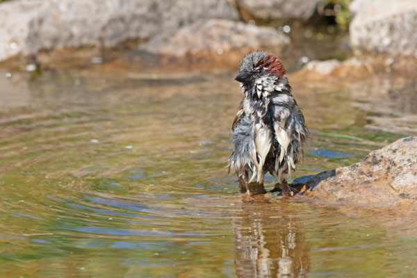 Moineau domestique, Passer domesticus. (Dierrey-Saint-Julien)