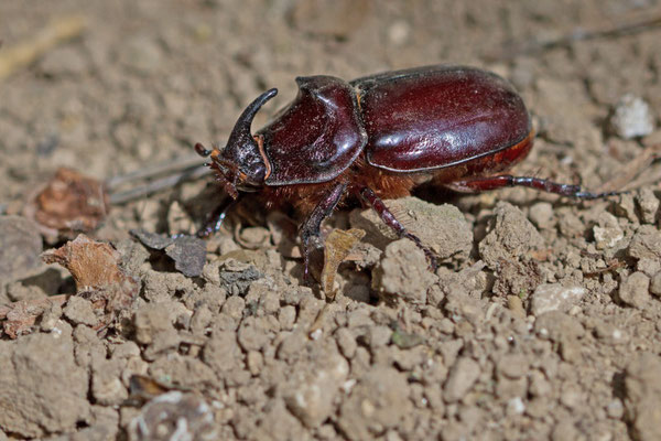 Rhinoceros, Oryctes nasicornis. (Reims).