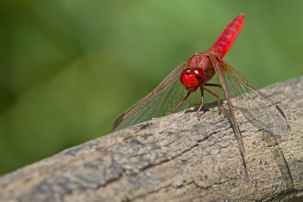 Crocothemis erythraea