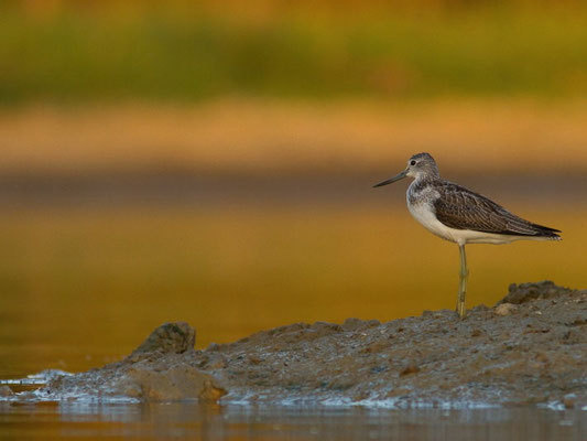 Chevalier aboyeur, Tringa nebularia. (Lac du temple, étang de Frouasse).