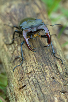 Lucane cerf-volant, Lucanus cervus. (Spoy)