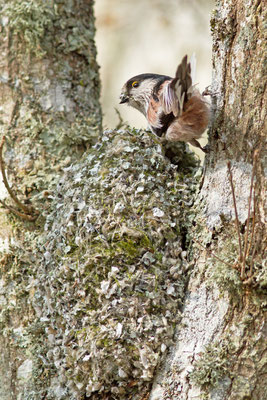 Mésange à longue queue, Aegithalos caudatus. (Lusigny-sur-Barse)