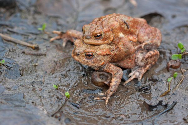 Amplexus Crapaud commun, Bufo bufo. (PNRFO)