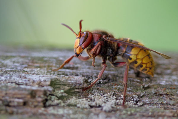 Frelon européen, Vespa crabro. (Haute-Marne) 