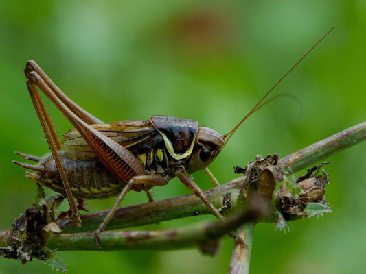 Petit bélier... Decticelle bariolée, Metrioptera roselii. (Verpillières-sur-Ource)