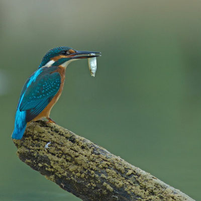 Martin pêcheur, Alcedo atthis. Affût flottant  (Parc naturel régional de la forêt d'Orient)