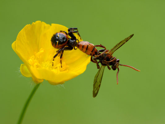 Araignée Napoléon, Synaema globosum. (Aubepierre-sur-Aube)