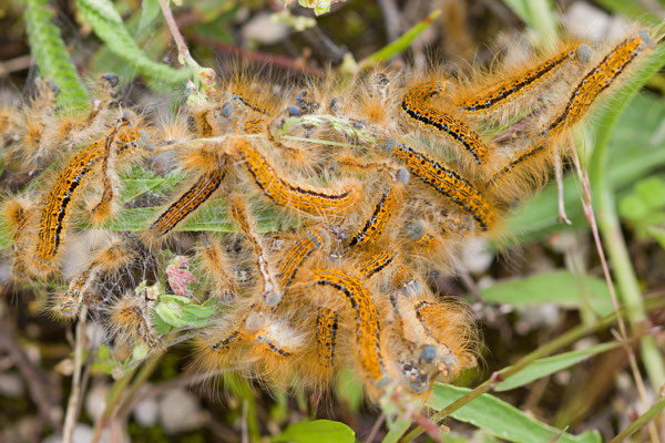 Malacosoma neustria - Bombyx à livrée - Chenille- L'Huitre Mailly