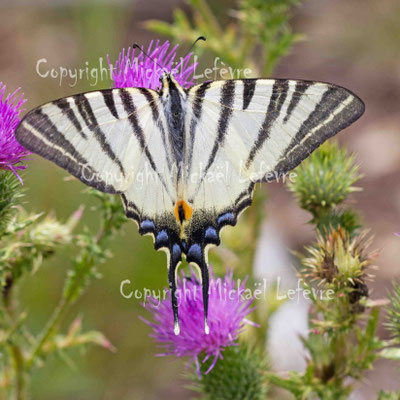 Flambé ou voilier, Iphiclides podalirius. (Pâtis d'Oger)