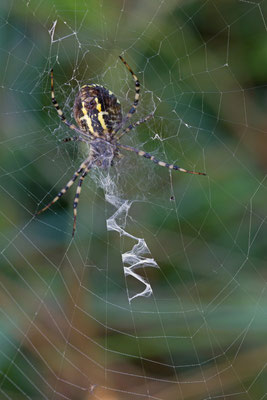 Epeire fasciée ou argiope fasciée, Argiope bruennichi. (marais de Reuves)