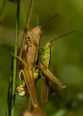 Criquet des roseaux, Mecostethus parapleurus parapleurus. (Courcelles-sur-aujon, 52)