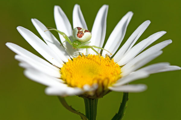 Misumenops tricuspidatus. (Haute-Marne)