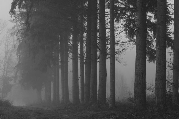 Matin brumeux en forêt d'Othe.