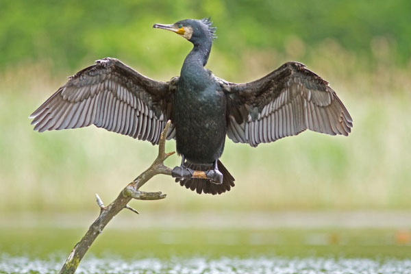 Grand Cormoran, Phalacrocorax carbo. (Parc naturel régional de la forêt d'Orient)